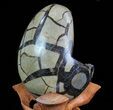 Septarian Dragon Egg Geode - Black Crystals #71989-2